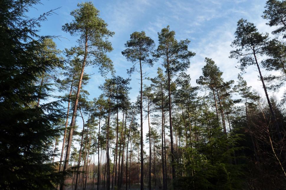 Free Image of Pine trees against a blue sky 