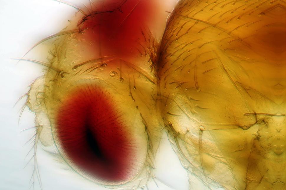 Free Image of Fruit fly 