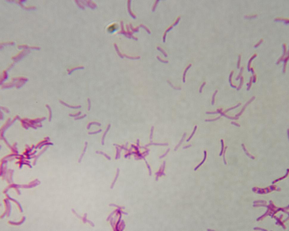 Free Image of Bacteria 