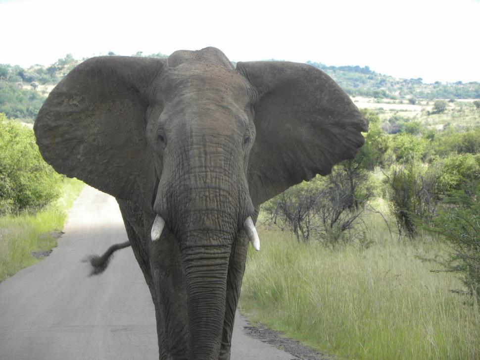 Free Image of Elephant 