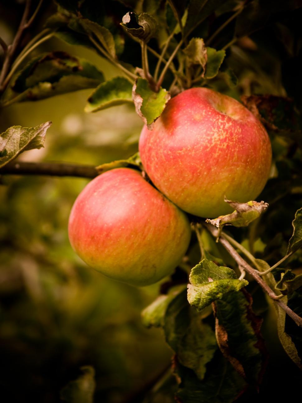 Free Image of Apples 
