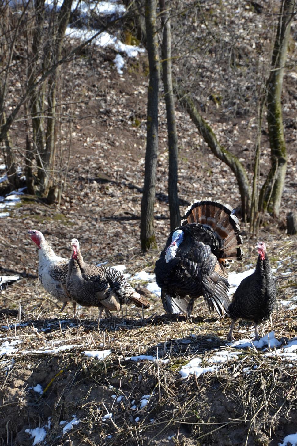 Free Image of Turkeys 