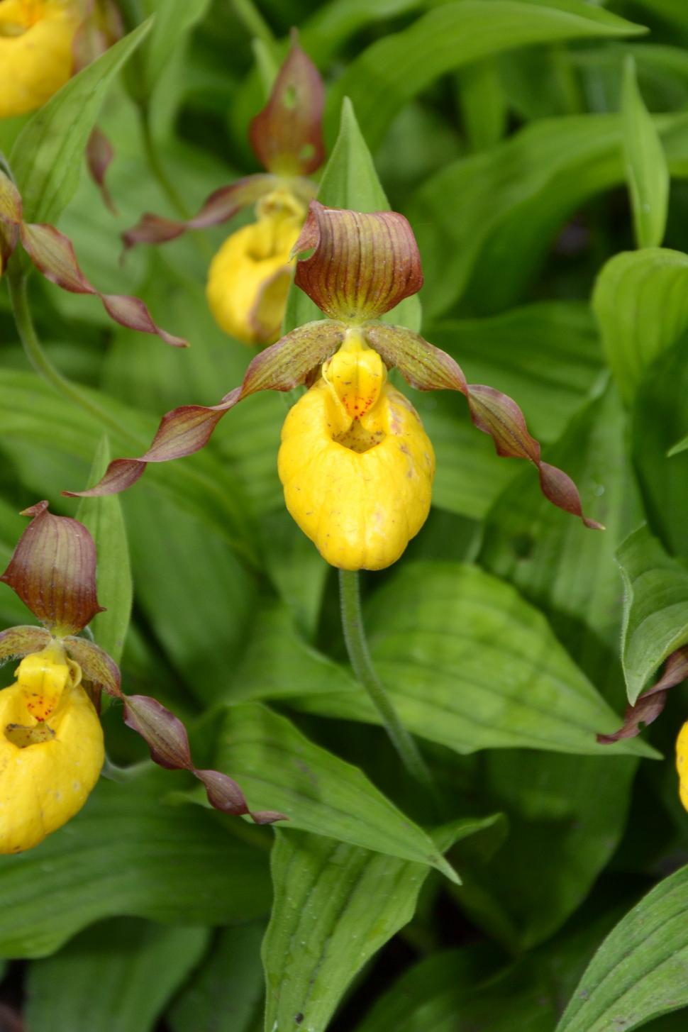 Free Image of Lady’s slipper orchid 