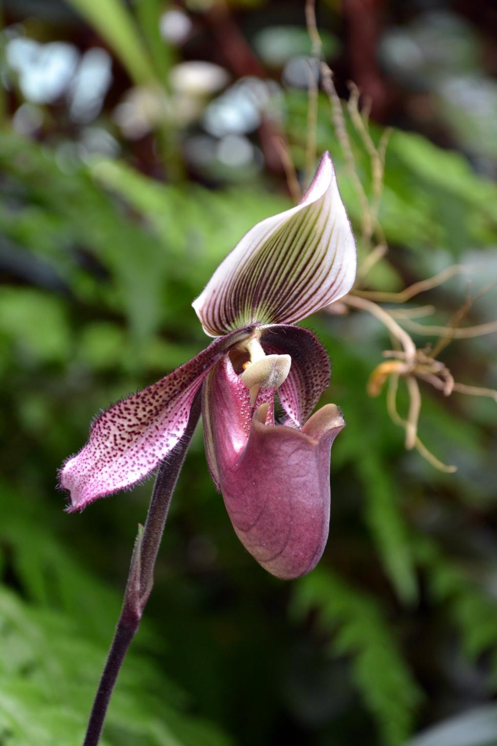 Free Image of Slipper orchid 