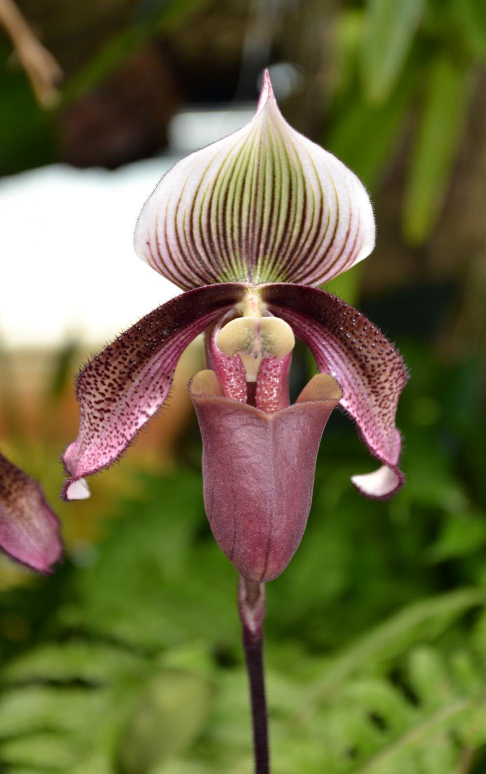 Free Image of Slipper orchid 