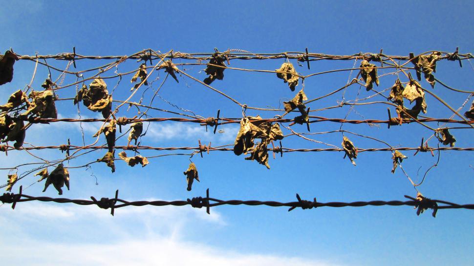 Free Image of Barbed Wire Fence 