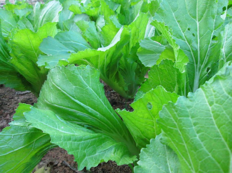 Free Image of Lettuce Field or Vegetables 