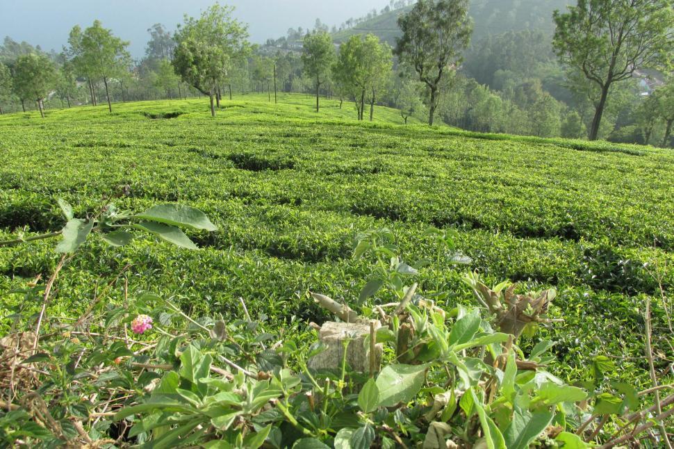 Download Free Stock Photo of Green Tea Garden 