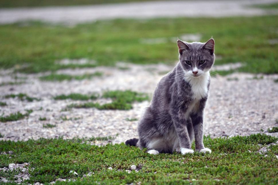 Free Image of Scraggly Farm Cat 