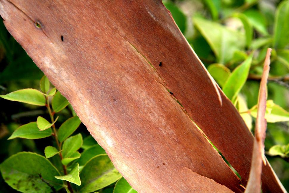 Free Image of Eucalyptus Bark 