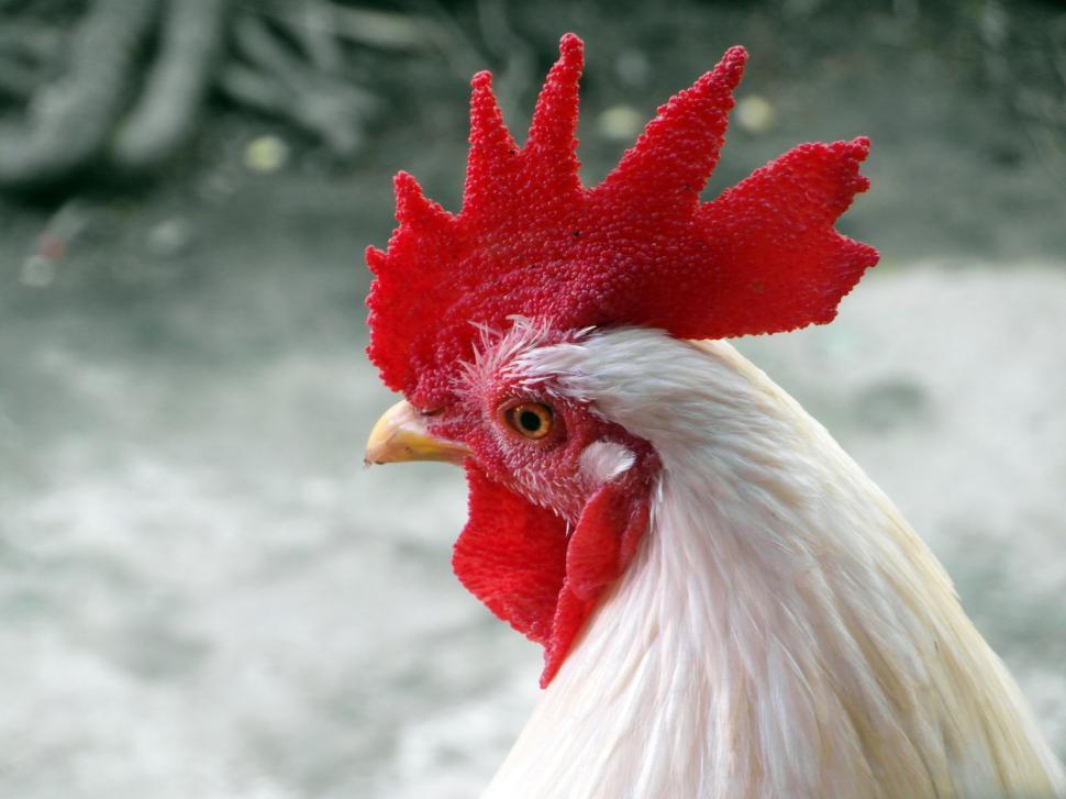 Free Image of A Rooster 