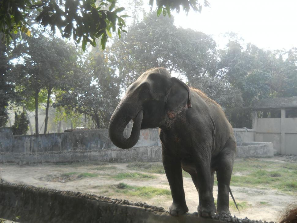 Free Image of Hungry Elephant 