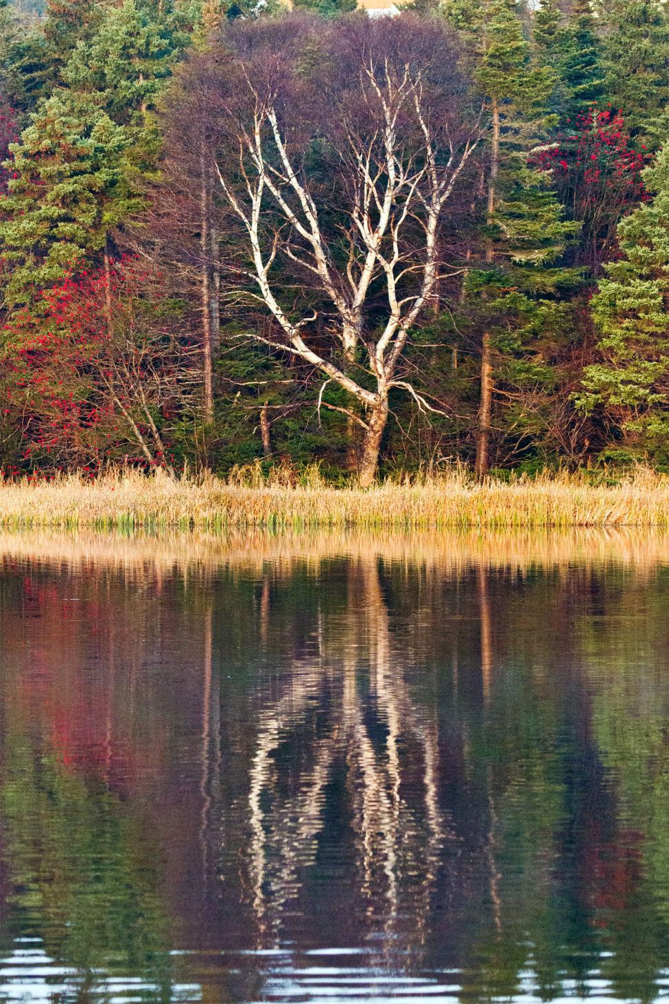 Free Image of Lake reflection 