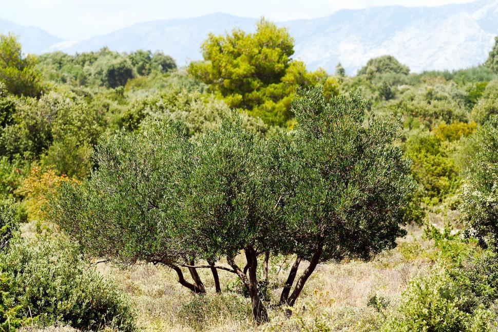 Free Image of Olive trees 