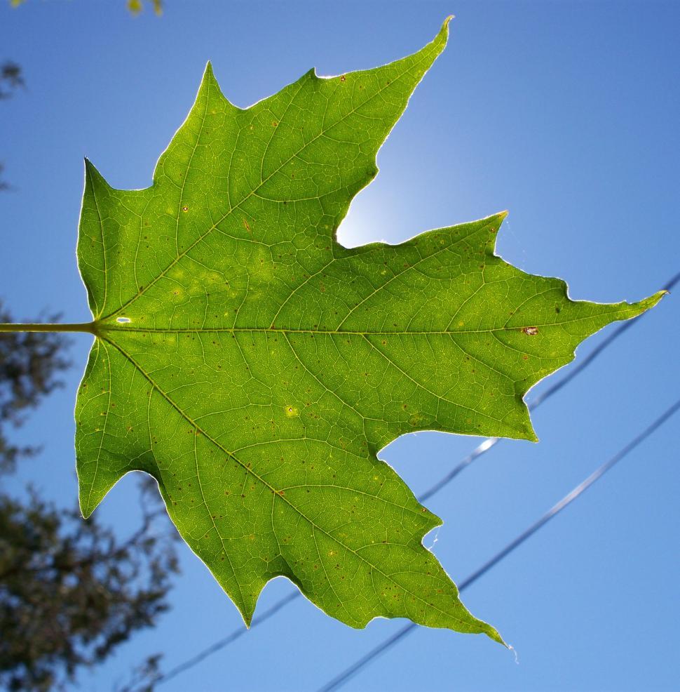 Free Image of Maple leaf 