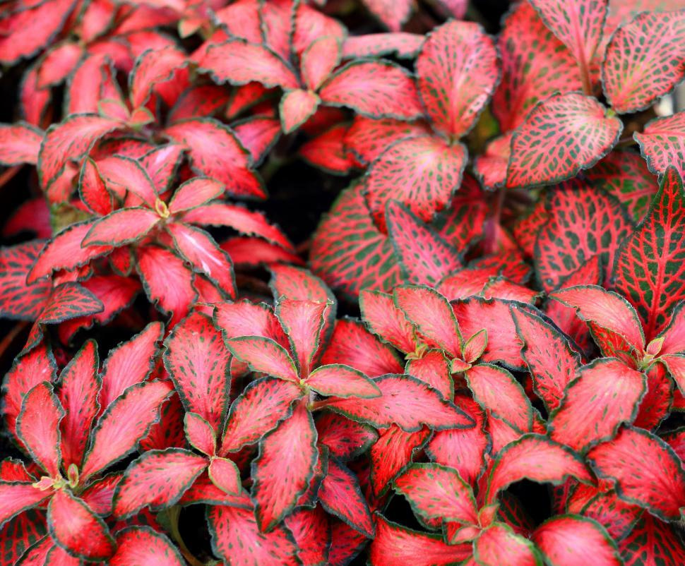 Free Image of Red leafs 