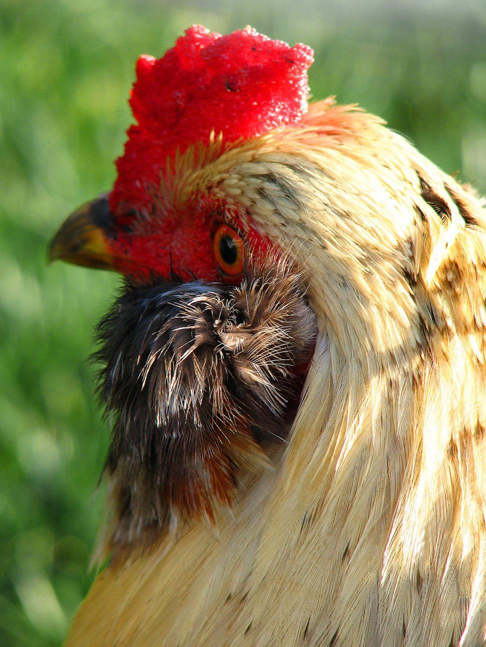 Free Image of rooster 