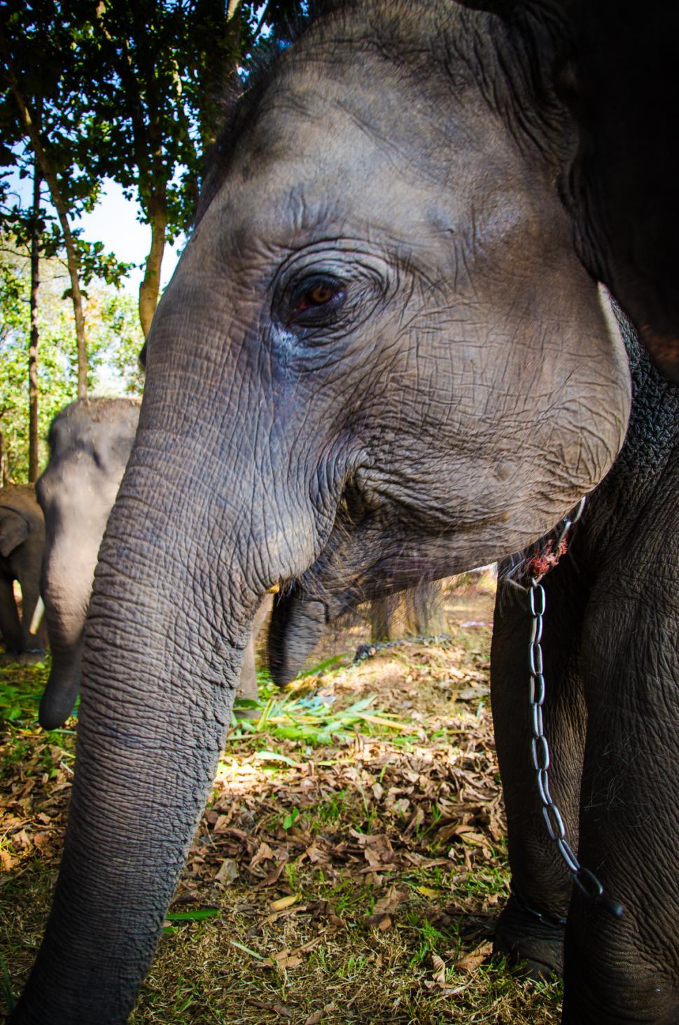 Free Image of Thai Elephant 