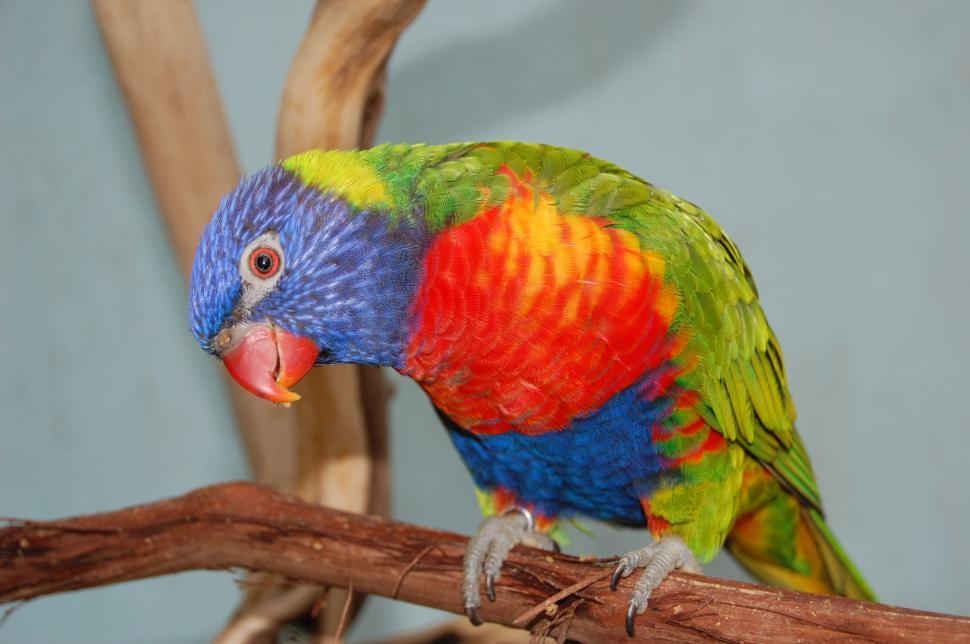 Free Image of Color Parrot Look 