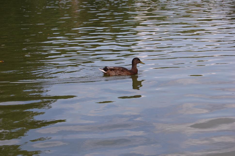 Free Image of The lonely duck 