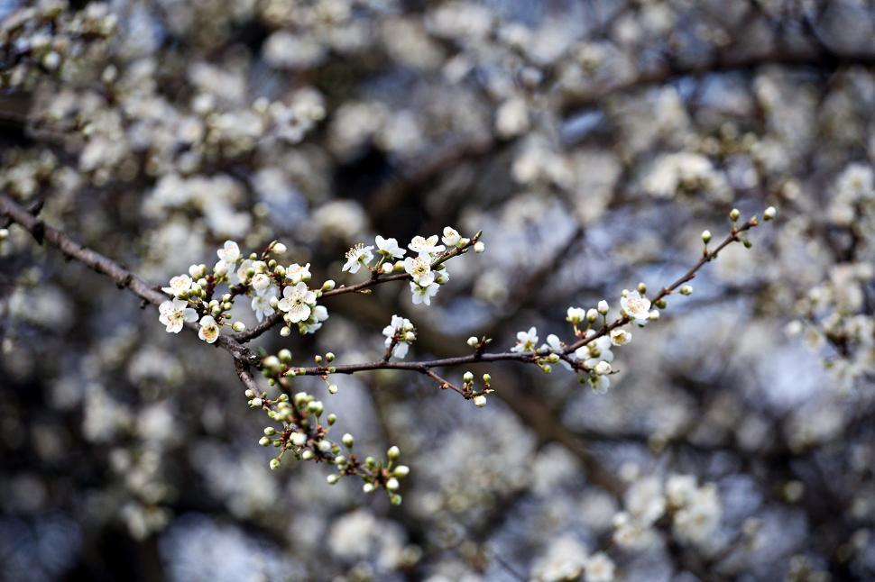 Free Image of Plum blossom 