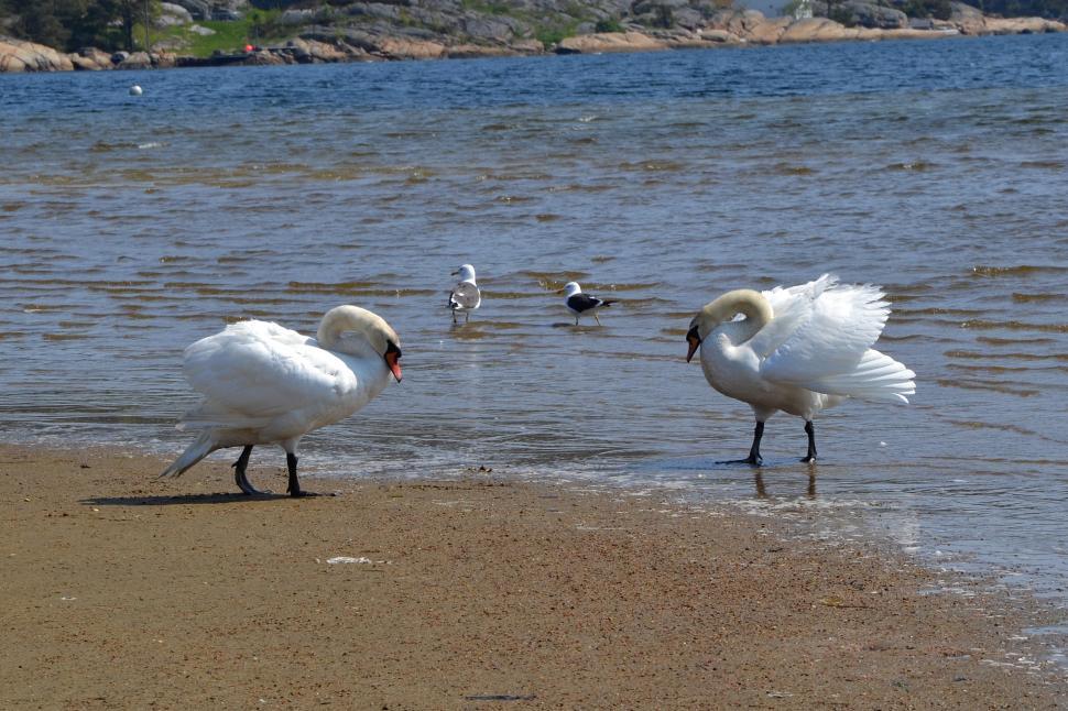 Free Image of Swans in the sea 