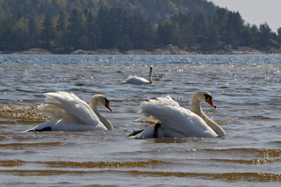 Free Image of Swans in the sea 