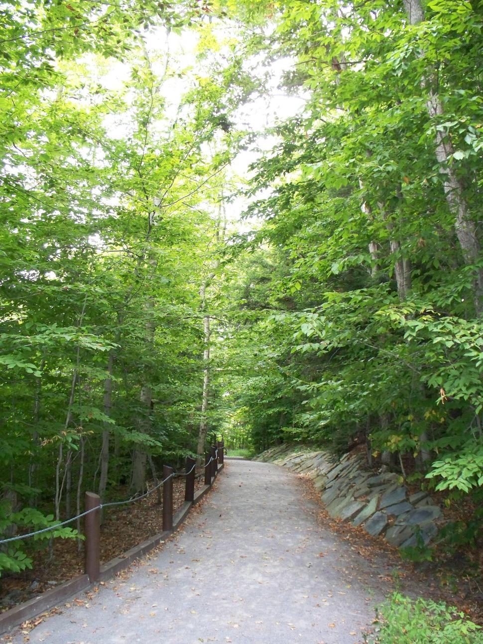 Free Image of Forest Trail 