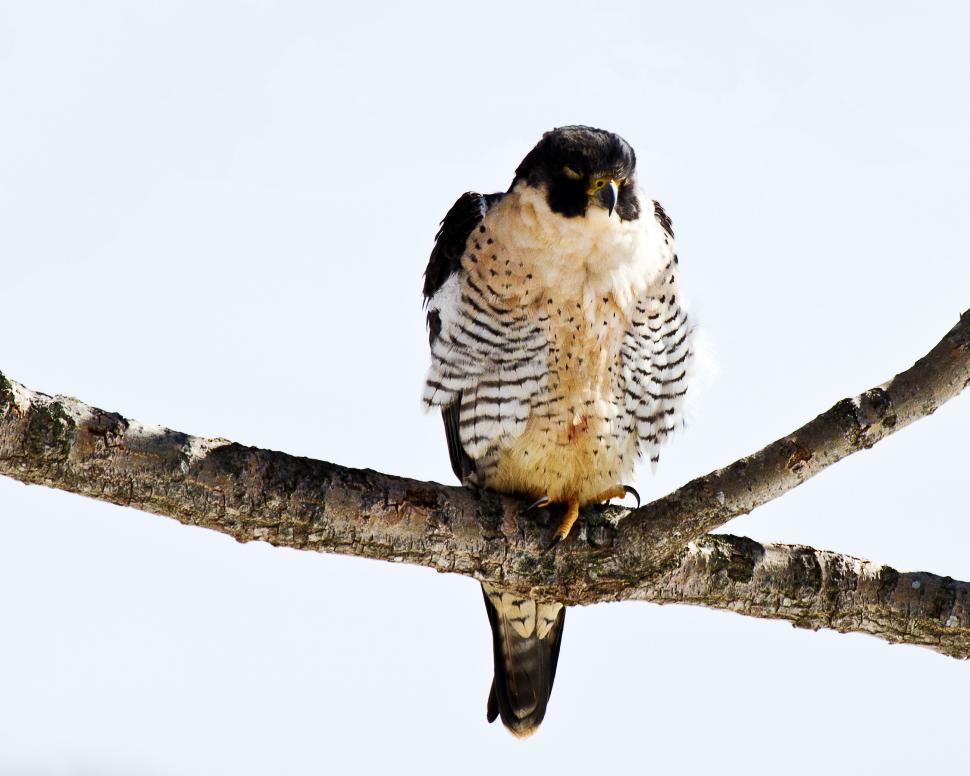 Free Image of Peregrine Falcon 