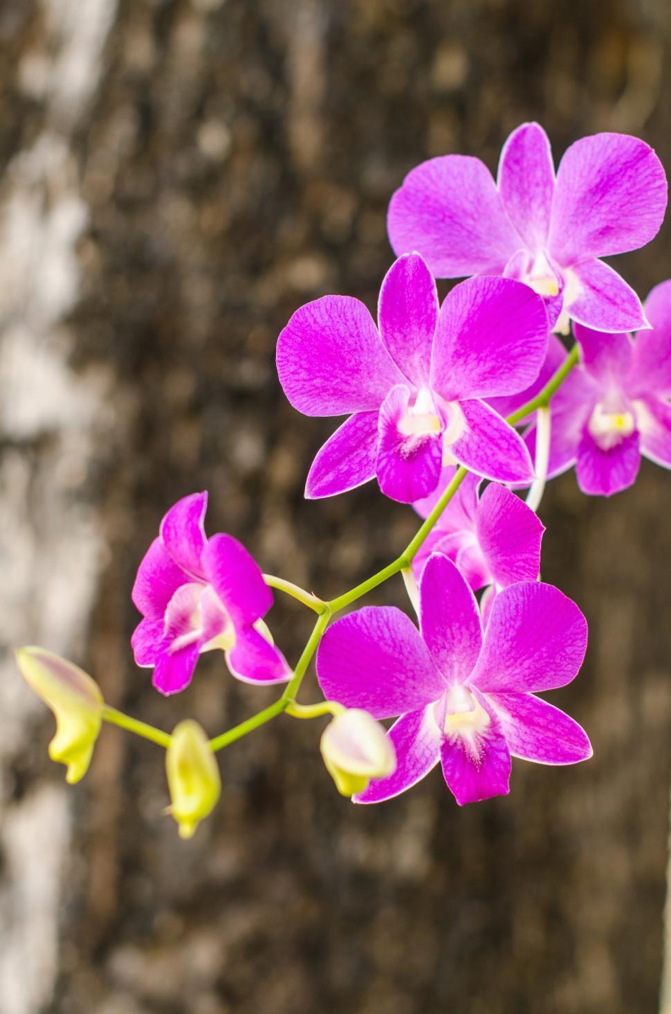 Free Image of Thai Orchid 