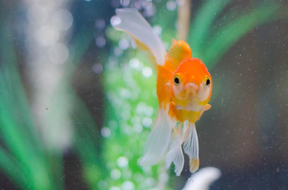 Free Image of Gold Fish 