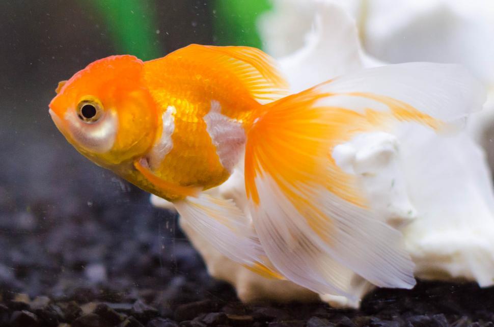 Free Image of Gold Fish 