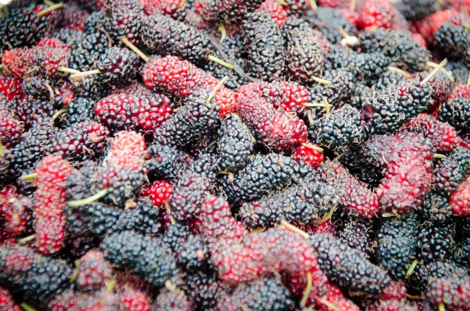 Free Image of Mulberry 