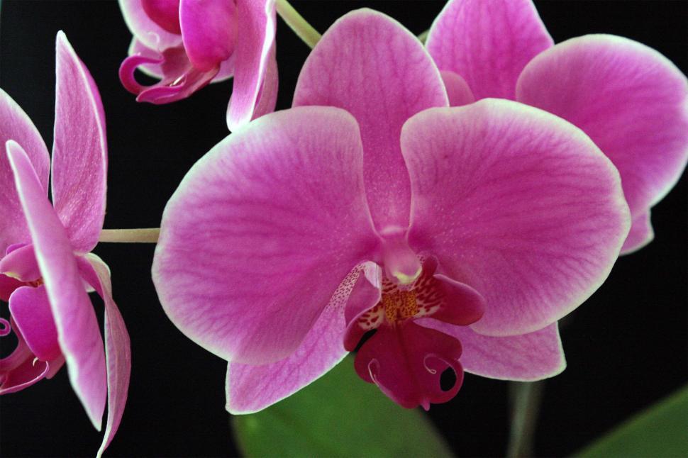 Free Image of Pink Moth Orchid Bloom on Black Background 