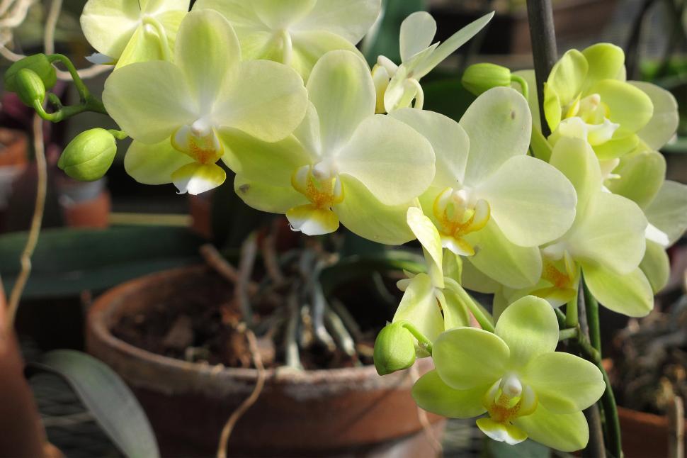 Free Image of Green Orchid Flowers Blooming In Greenhouse 