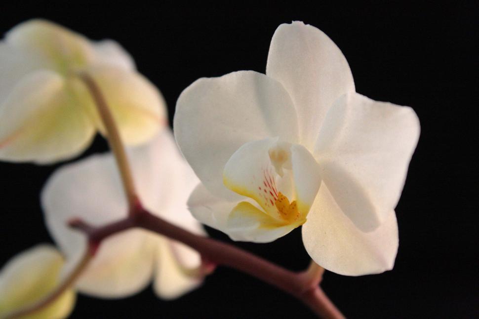 Free Image of White Orchid Single Flower Closeup 