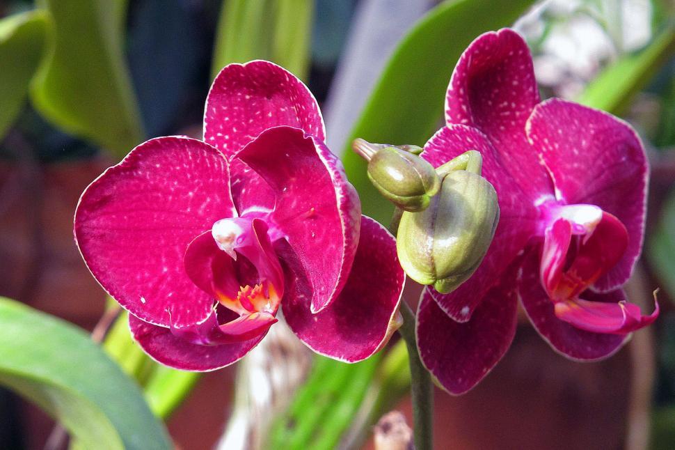 Free Image of Pink Phalaenopsis Orchids in bloom. 