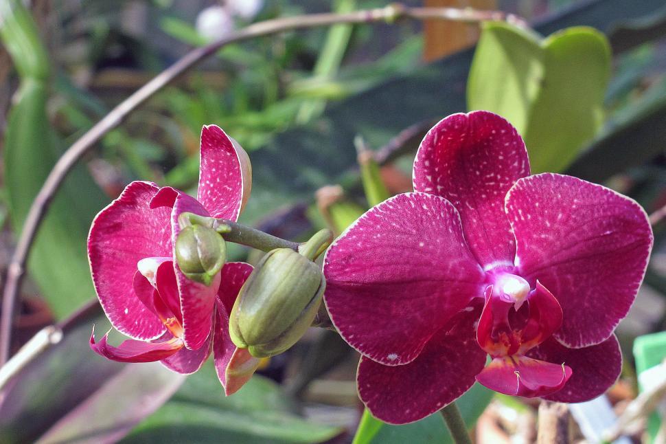 Free Image of Moth Orchid Pink Phalaenopsis Flowers 