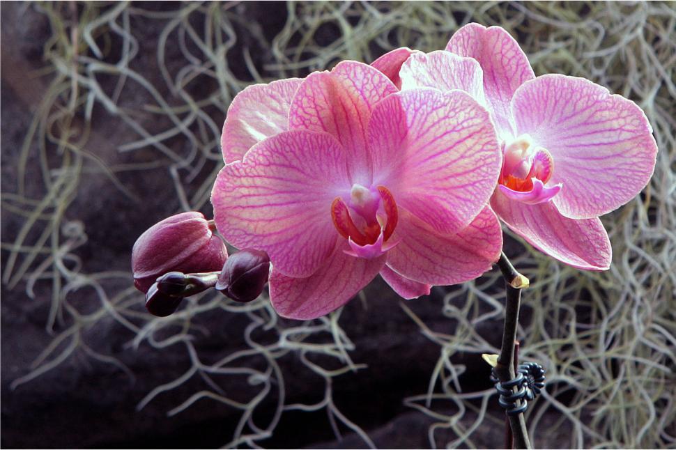 Free Image of Pink White Moth Orchid Blooms 