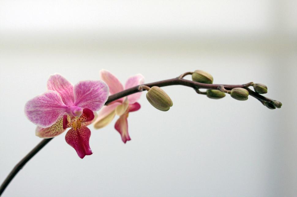 Free Image of Pink White Moth Orchid Bloom White Background 