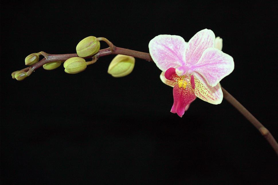 Free Image of Pink Orchid Blooms 