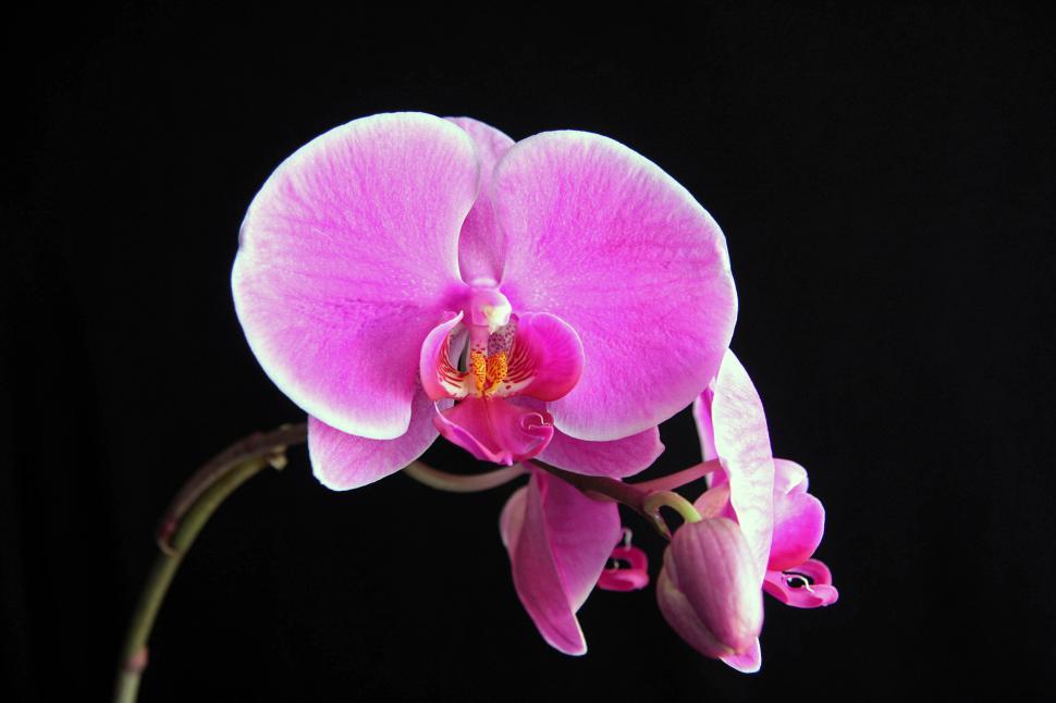 Free Image of Pink Moth Orchid Bloom Black Background 