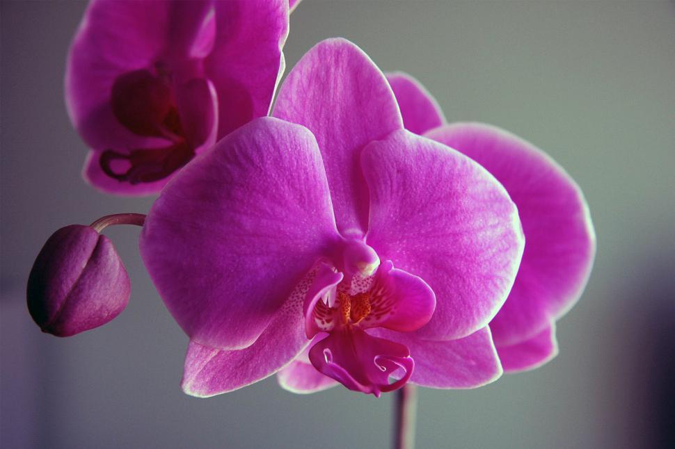 Free Image of Pink Orchid Flowers Bloom Cluster 