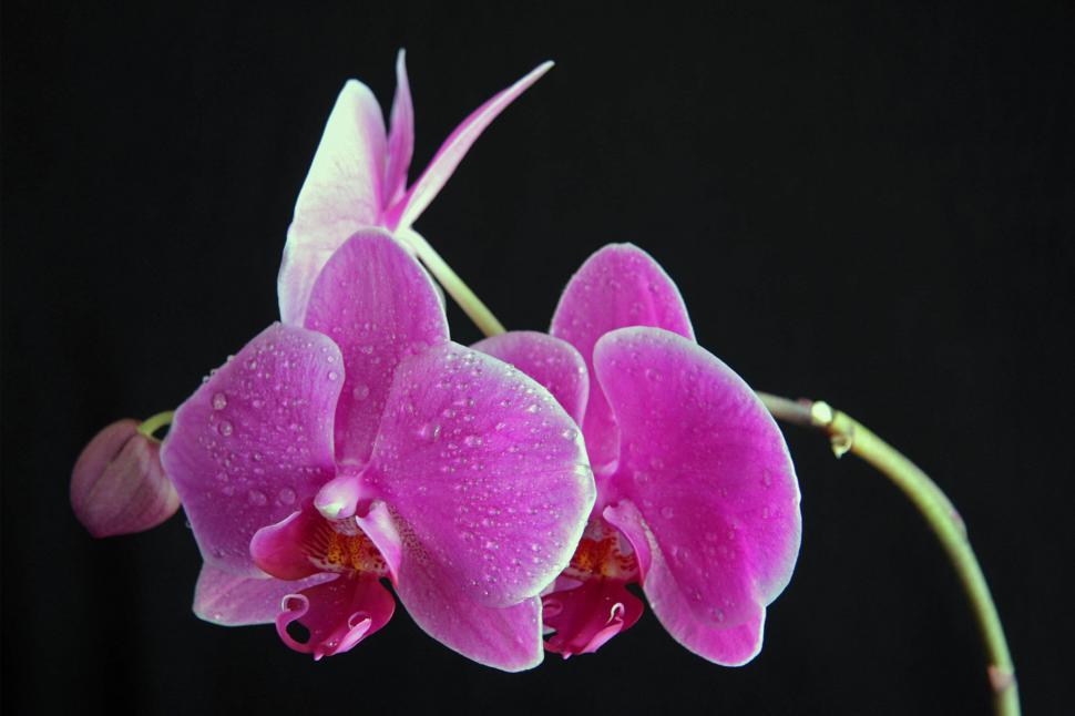 Free Image of Pink Orchid Bloom Water Droplets Black Background 