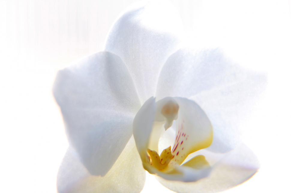 Free Image of White Orchid Flower Against White Background 
