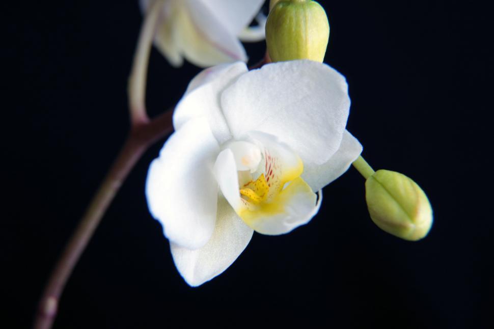 Free Image of White Orchid Flower Closeup 
