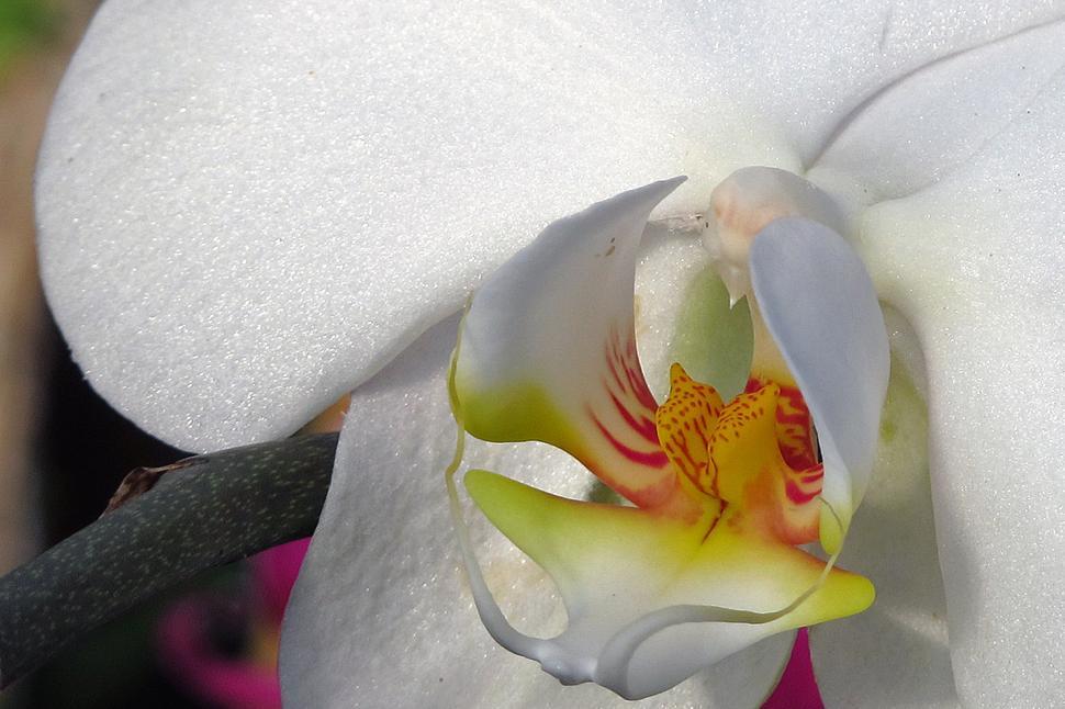 Free Image of White Orchid Flower Macro 