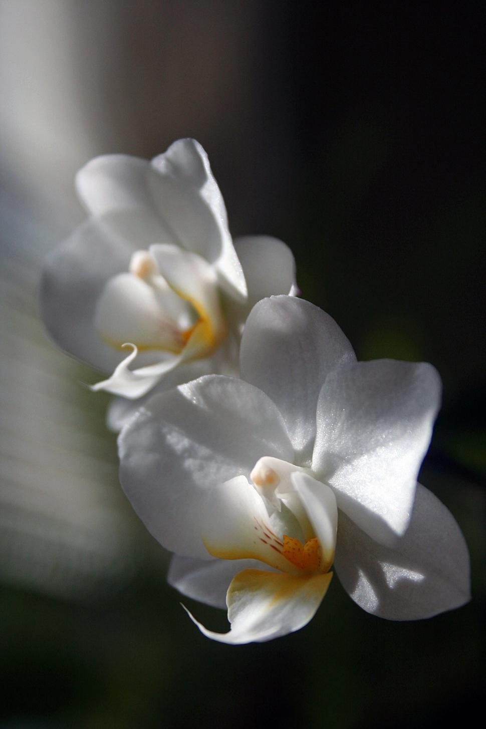 Free Image of White Orchid Flowers Against Dark Backdrop 