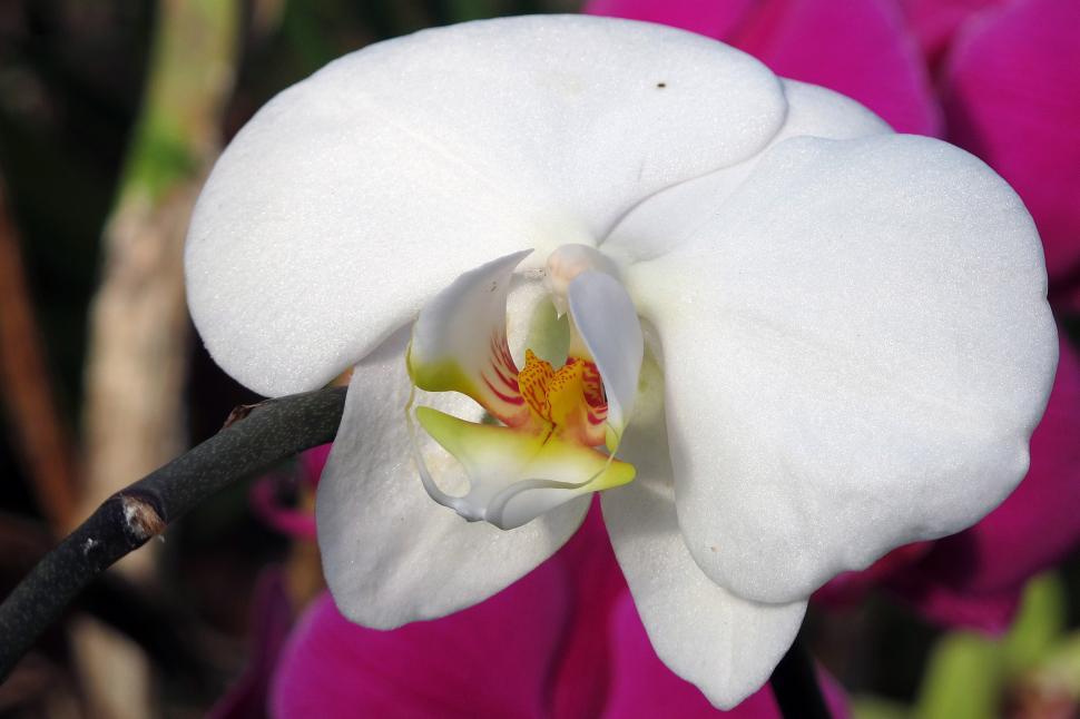 Free Image of White Orchid Flower Closeup in Greenhouse 