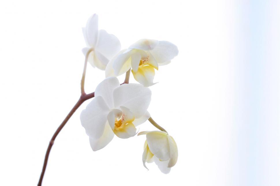 Free Image of White Orchid Flowers Against White Backdrop 